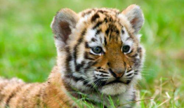 小老虎视频,小老虎的欢乐冒险之旅